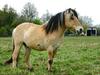 Horse (a Fjord)