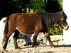 Poney