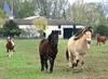 Horses