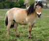 Horse (a Fjord)