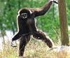 Monkey (a Gibbon)