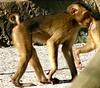 Monkey (Baby)