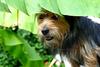 Dog (