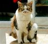 Cat (