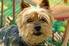 Dog (