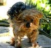 Dog (