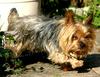 Dog (