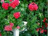 Flowers of my home garden