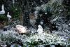 'My Snowy Garden'