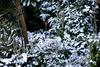 My Snowy Garden.