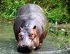 Hippopotamus (