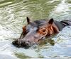 Hippopotamus (