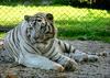 White Siberian-Tiger (