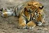 Siberian-Tiger (10 months' old 