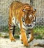 Siberian-Tiger (