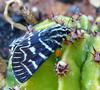 Another moth