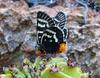 another moth 2