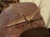 wet grasshopper 2