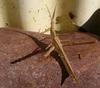 wet grasshopper