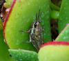 cicada 1