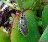cicada 2