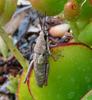 cicada 3
