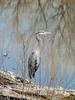 Blue Heron and St. Vrain Park