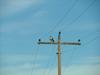 Red Tail Hawk