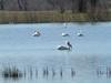 Pelicans