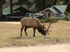 Rocky Mountain Elk