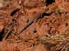 Lizzard or Horny Toad?