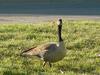 Canadian Goose