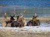 Bull elk and harem.