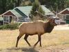 Bull elk.