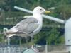 Gull