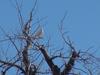 Albino Red Tailed Hawk