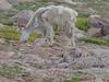 Rocky Mountain Goat