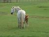 Foal