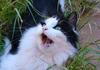 Velcro at play 3 (cat)