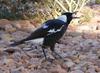 Australian magpie gets lunch