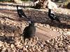 Australian magpie family