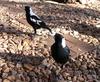 Australian magpies