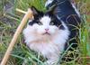 Velcro at play2 (cat)