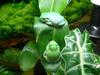 tree frogs 1
