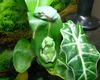 tree frogs 2