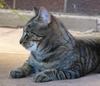 tigerlily 1