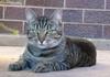tigerlily 3