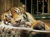 sleepy tiger
