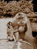 funny monkey