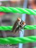 fly mating